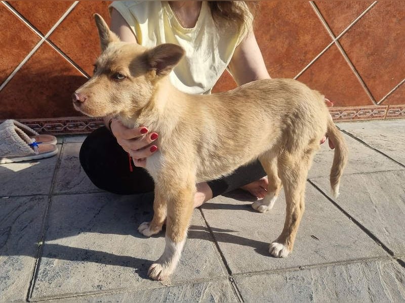 FALABELLA - typischer Jagdhund