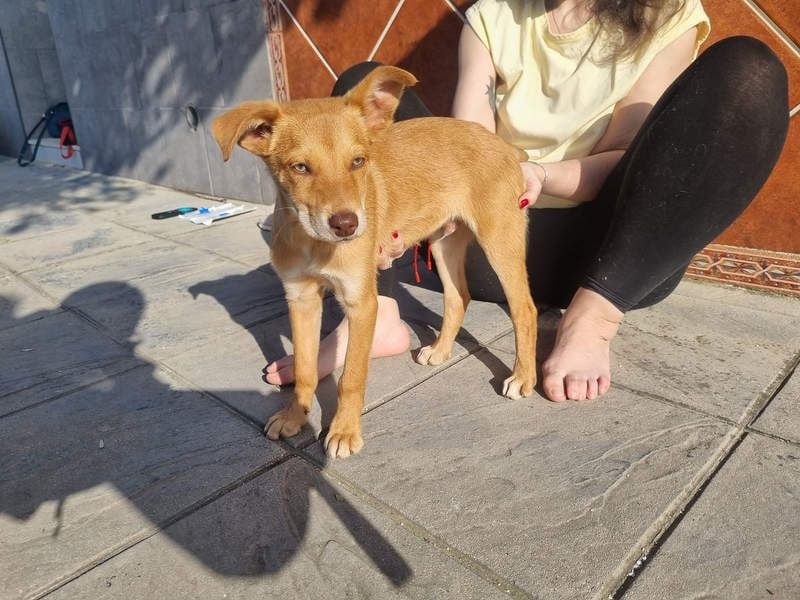 MORGAN – fröhlicher Wirbelwind mit großem Herzen