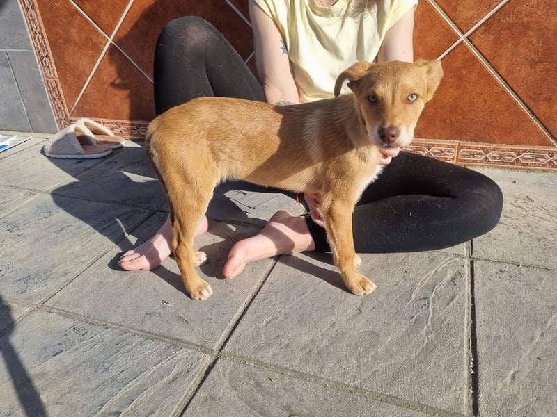 MORGAN – fröhlicher Wirbelwind mit großem Herzen