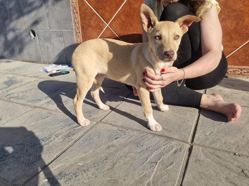 KONIK - kleiner Entdecker