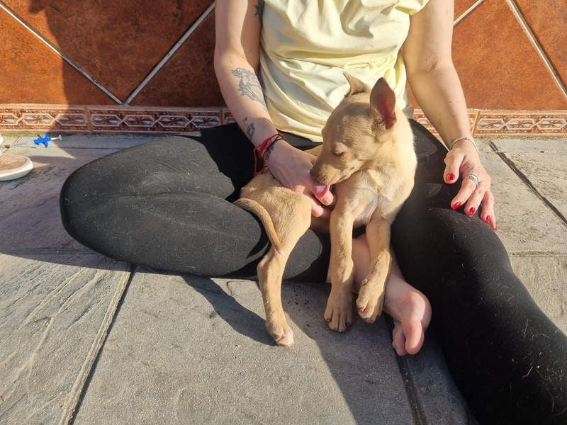 FRISóN - charmant, lebensfroh und neugierig