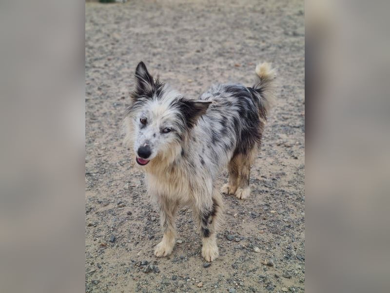 CORINA-freundlich, menschenbezogen, gelehrig, lernfreudig sucht liebevolles Für-immer-Zuhause