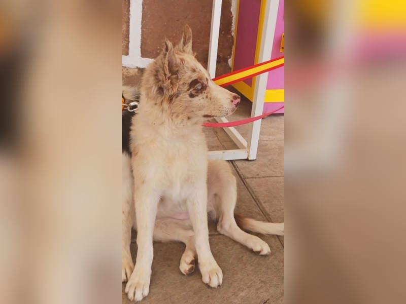 FALABELLA - typischer Jagdhund