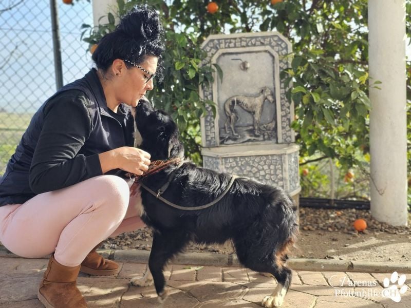 Mayra ist ein verschmuste, menschenbezogene Border Collie Mischlingshündin