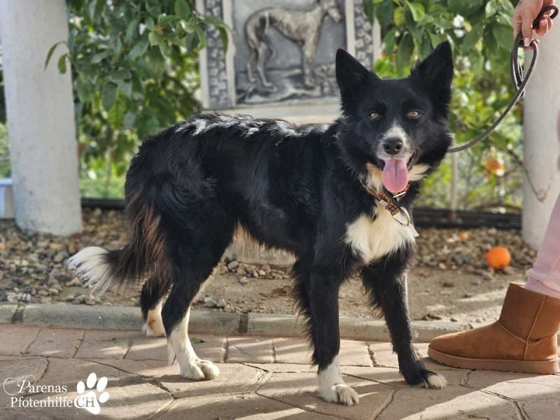 Mayra ist ein verschmuste, menschenbezogene Border Collie Mischlingshündin