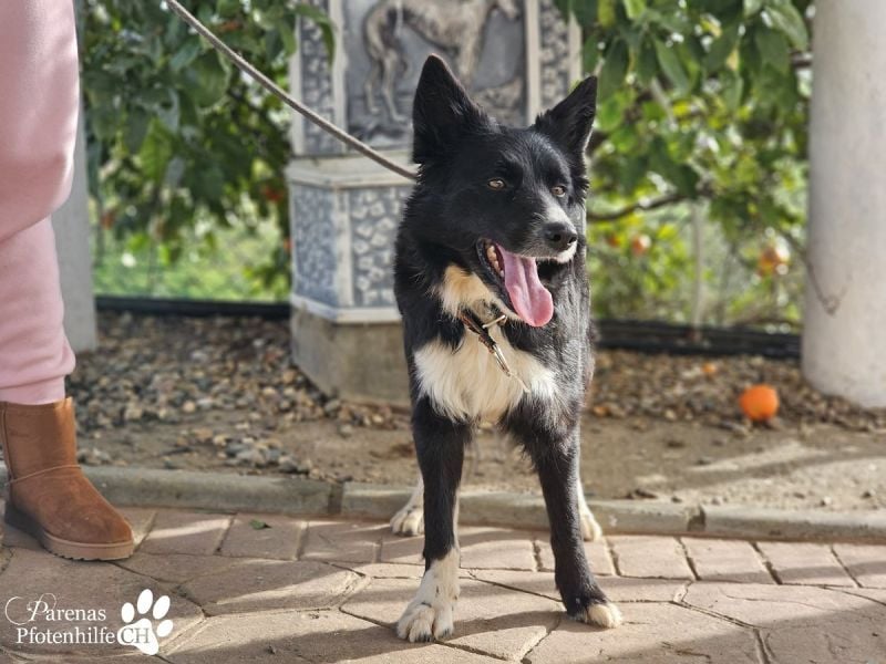 Mayra ist ein verschmuste, menschenbezogene Border Collie Mischlingshündin