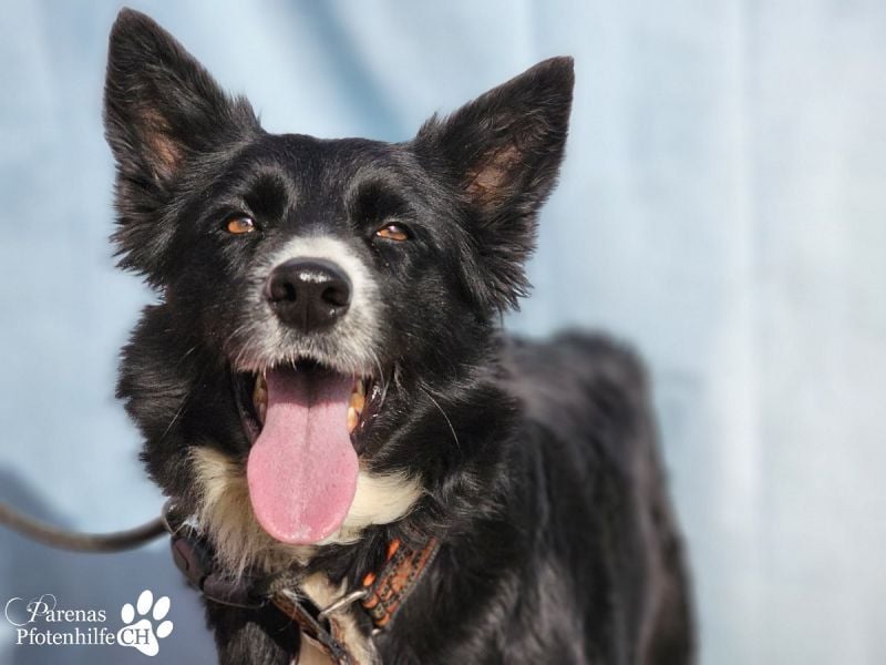 Mayra ist ein verschmuste, menschenbezogene Border Collie Mischlingshündin