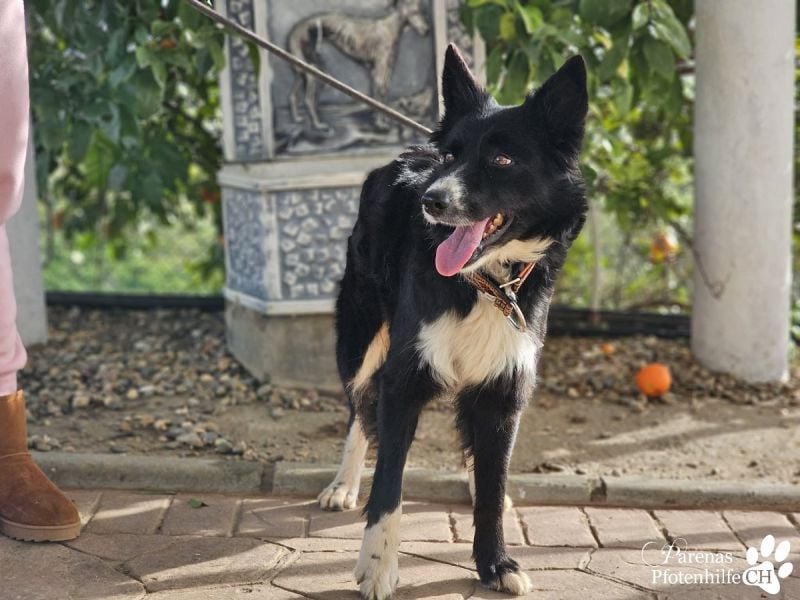 Mayra ist ein verschmuste, menschenbezogene Border Collie Mischlingshündin