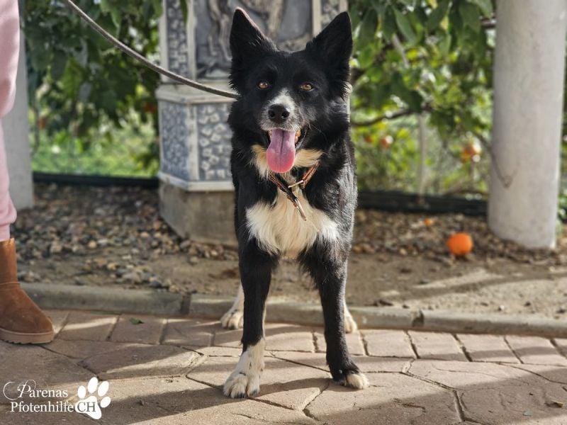 Mayra ist ein verschmuste, menschenbezogene Border Collie Mischlingshündin