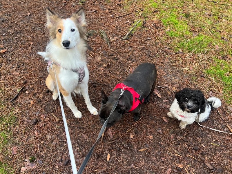 Junghund sucht für IMMER ZUHAUSE