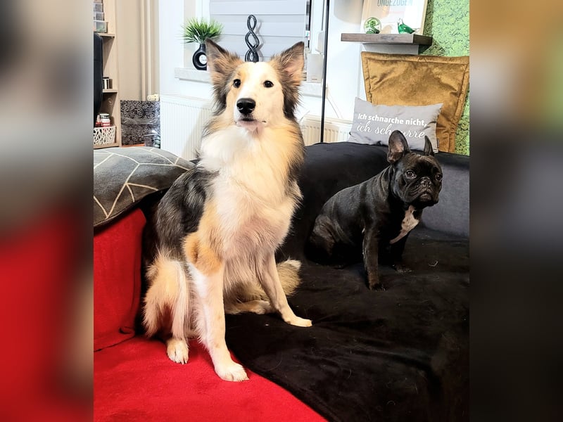 Junghund sucht für IMMER ZUHAUSE