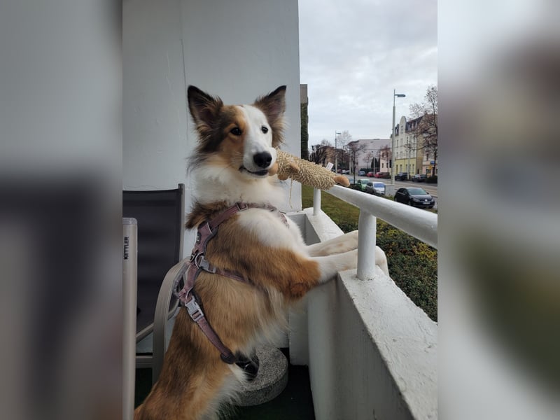 Junghund sucht für IMMER ZUHAUSE