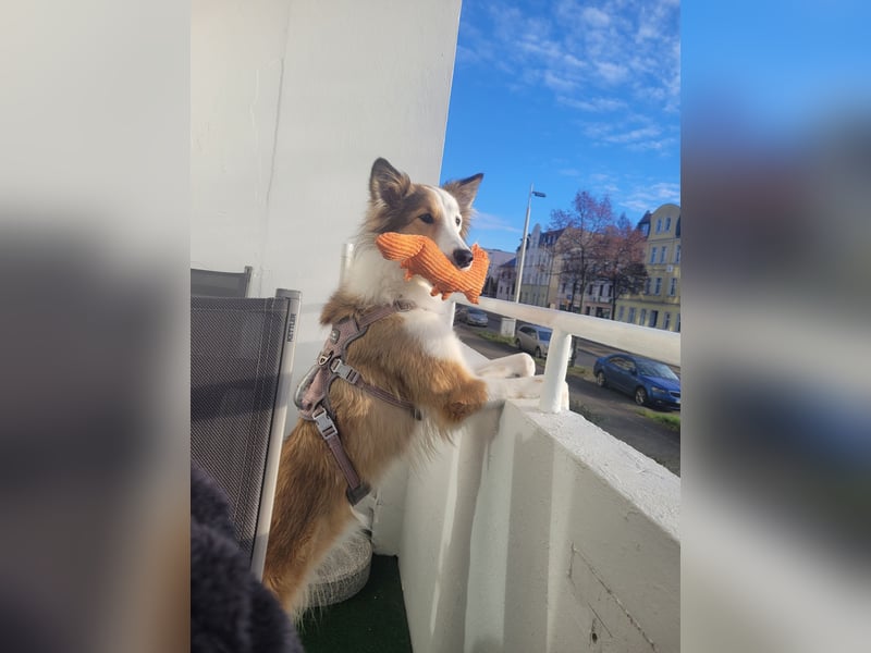 Junghund sucht für IMMER ZUHAUSE