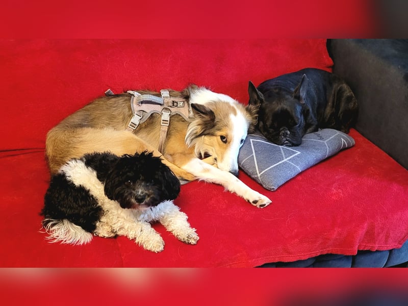 Junghund sucht für IMMER ZUHAUSE