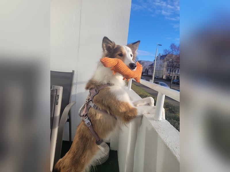 Junghund sucht für IMMER ZUHAUSE