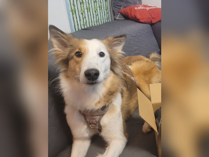 Junghund sucht für IMMER ZUHAUSE