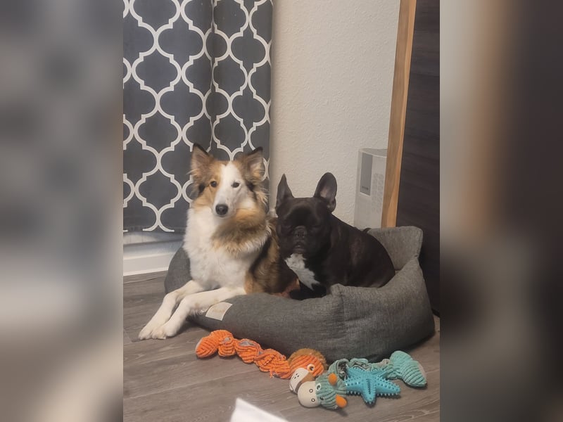 Junghund sucht für IMMER ZUHAUSE