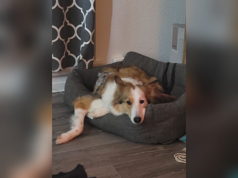 Junghund sucht für IMMER ZUHAUSE