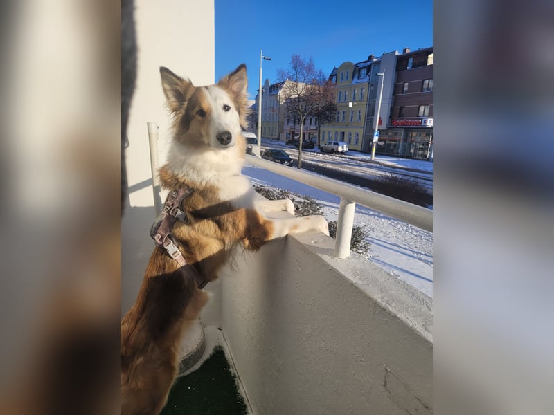 Junghund sucht für IMMER ZUHAUSE