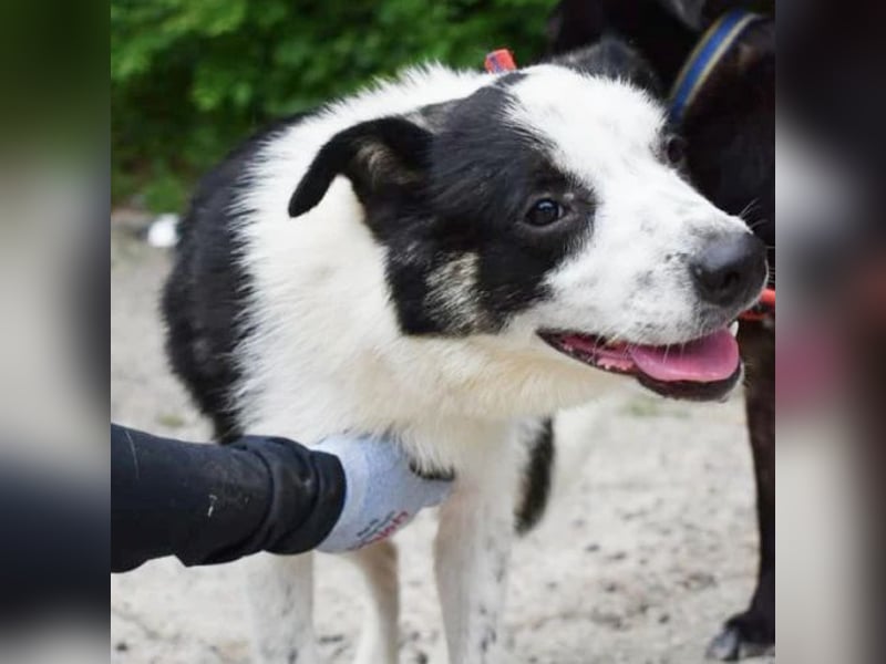 Ben, entzückender Border-Collie Mix