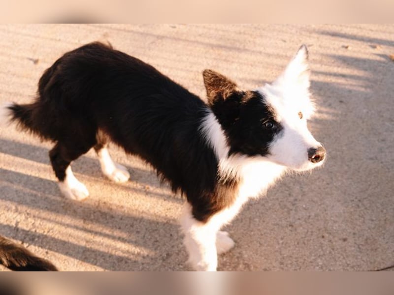 süßer Border Collie- Mix Finn