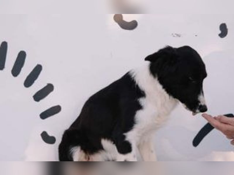 wunderschöner Border Collie- Mix Nora