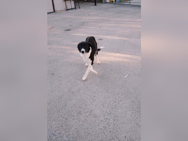 wunderschöner Border Collie- Mix Nora