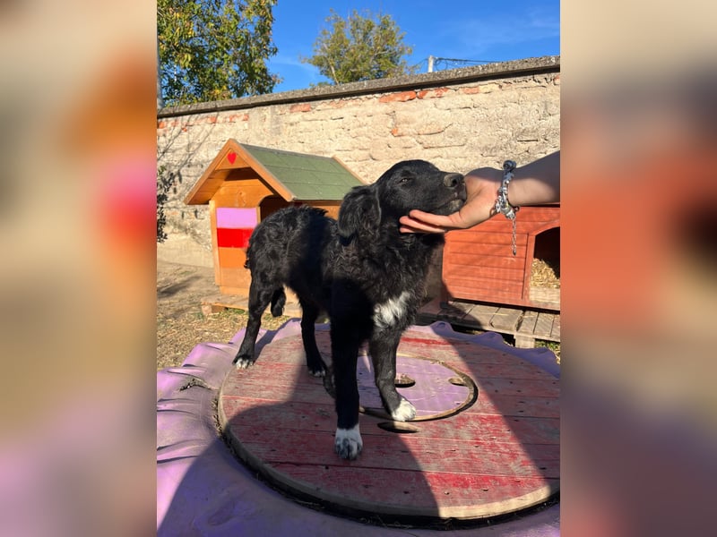verspielter Charlie