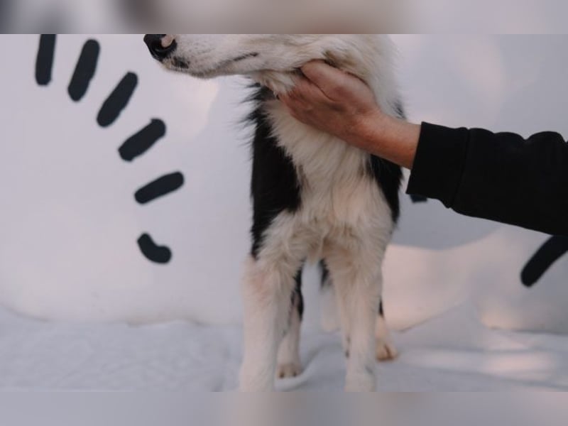 süßer Border Collie- Mix Finn