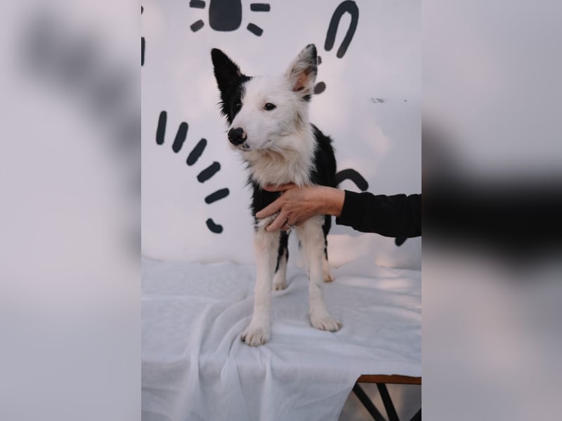 süßer Border Collie- Mix Finn