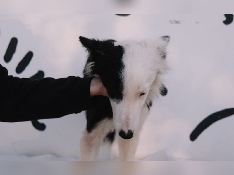 süßer Border Collie- Mix Finn