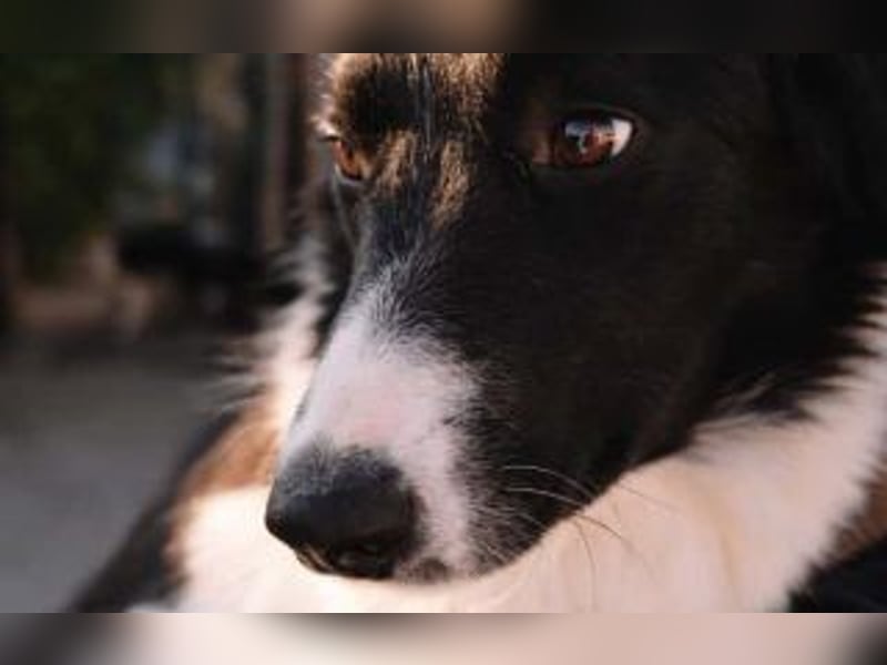 wunderschöner Border Collie- Mix Nora