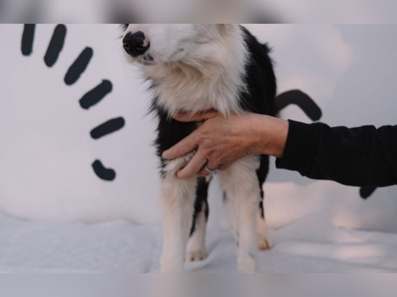 süßer Border Collie- Mix Finn