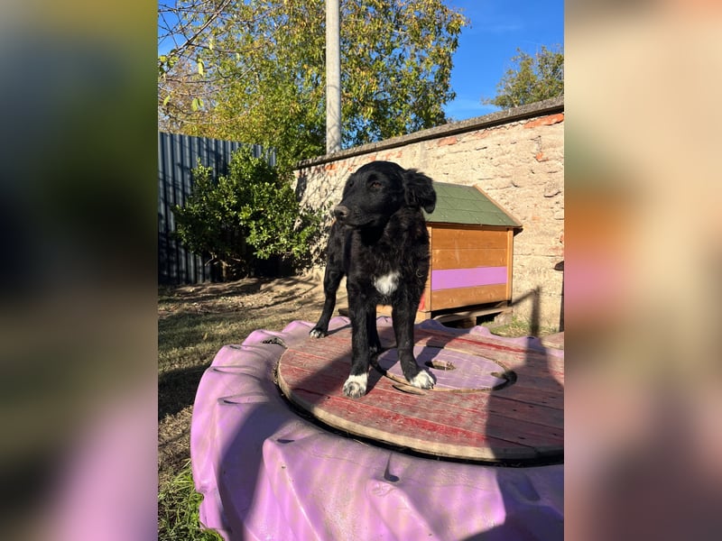 verspielter Charlie