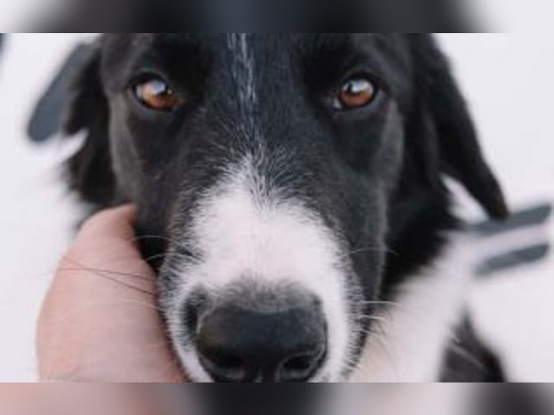 wunderschöner Border Collie- Mix Nora