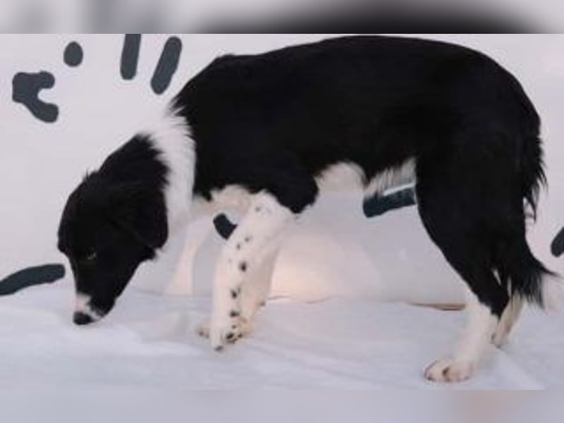 wunderschöner Border Collie- Mix Nora