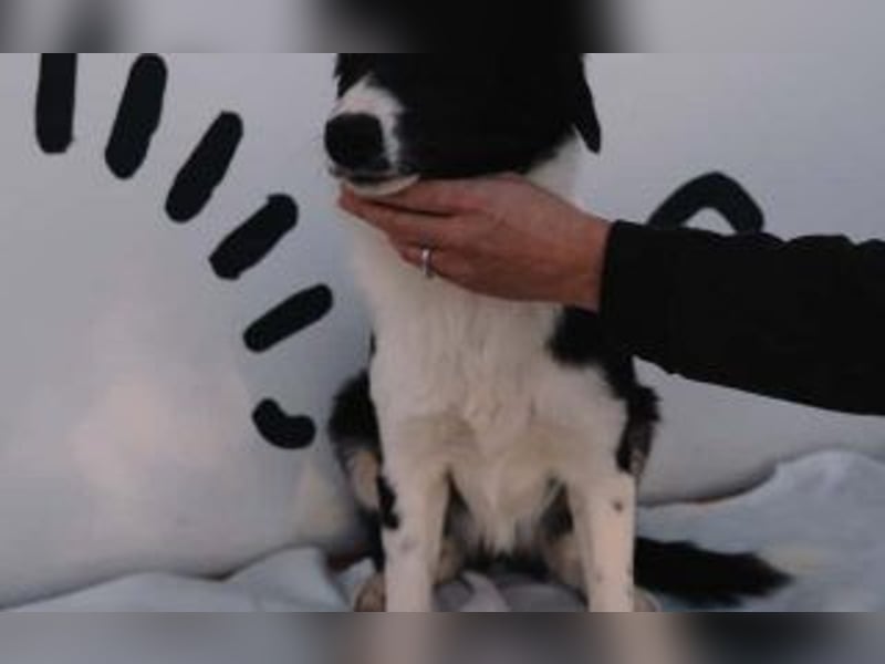 wunderschöner Border Collie- Mix Nora