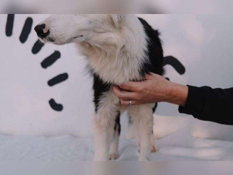 süßer Border Collie- Mix Finn