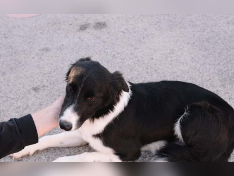 wunderschöner Border Collie- Mix Nora