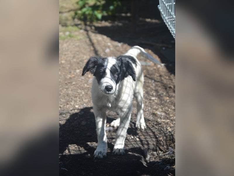 LARA - ein Wirbelwind sucht Familie LARA - ein Wirbelwind sucht Familie
