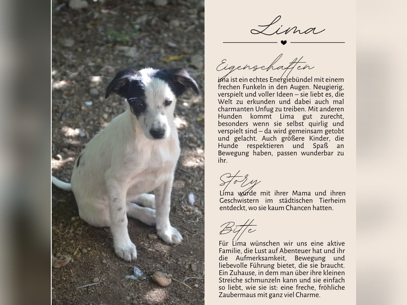 LIMA - fröhliche Zaubermaus sucht Familie LIMA - fröhliche Zaubermaus sucht Familie