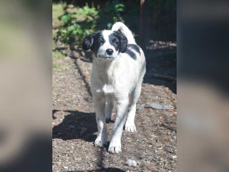 LARA - ein Wirbelwind sucht Familie LARA - ein Wirbelwind sucht Familie
