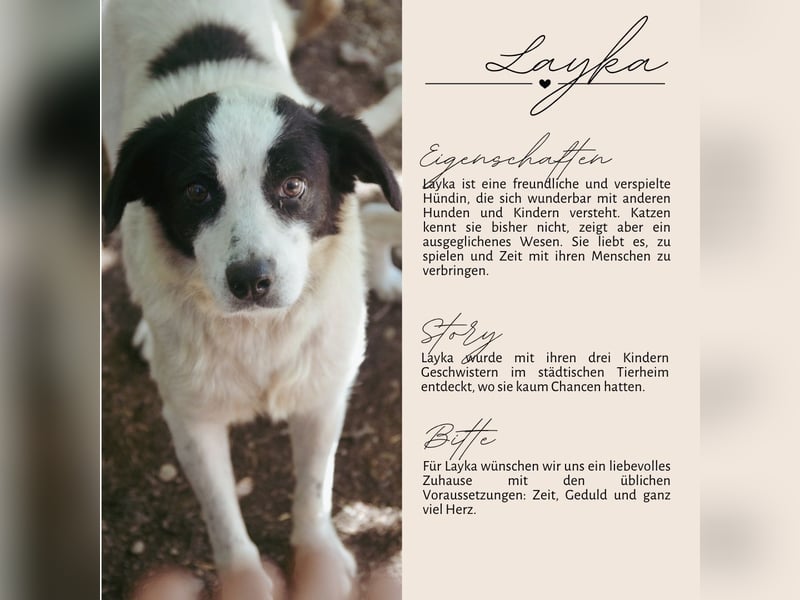 LAYKA - freundliche Hündin sucht ein Zuhause LAYKA - freundliche Hündin sucht ein Zuhause