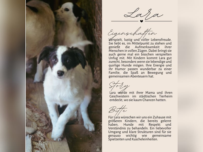 LARA - ein Wirbelwind sucht Familie LARA - ein Wirbelwind sucht Familie