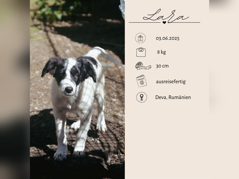 LARA - ein Wirbelwind sucht Familie LARA - ein Wirbelwind sucht Familie
