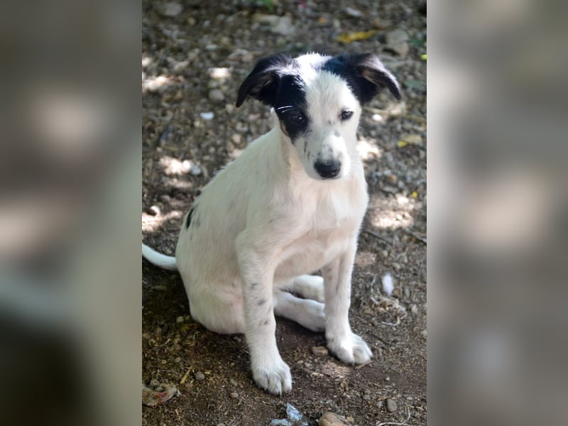 LIMA - fröhliche Zaubermaus sucht Familie LIMA - fröhliche Zaubermaus sucht Familie