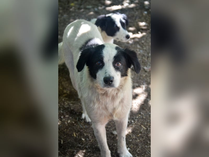 LAYKA - freundliche Hündin sucht ein Zuhause LAYKA - freundliche Hündin sucht ein Zuhause
