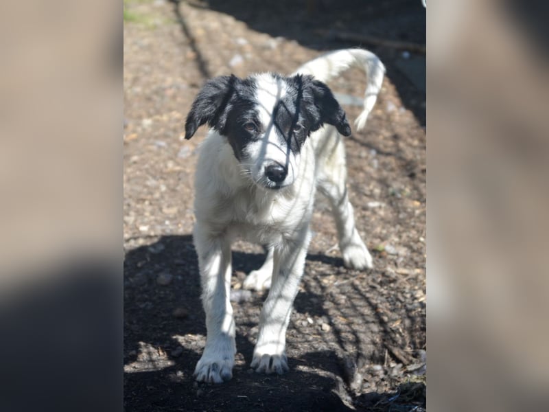 LARA - ein Wirbelwind sucht Familie LARA - ein Wirbelwind sucht Familie