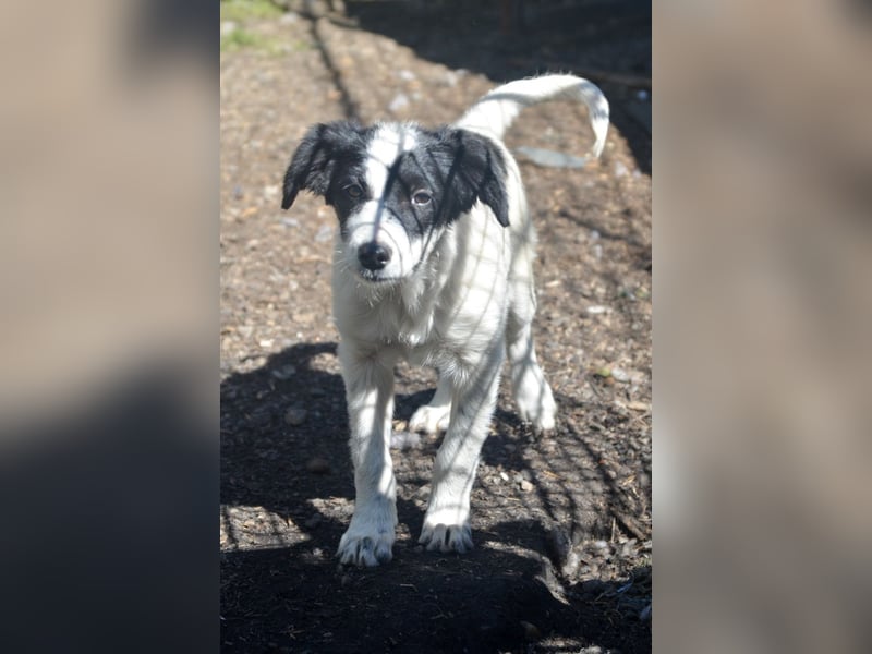 LARA - ein Wirbelwind sucht Familie LARA - ein Wirbelwind sucht Familie