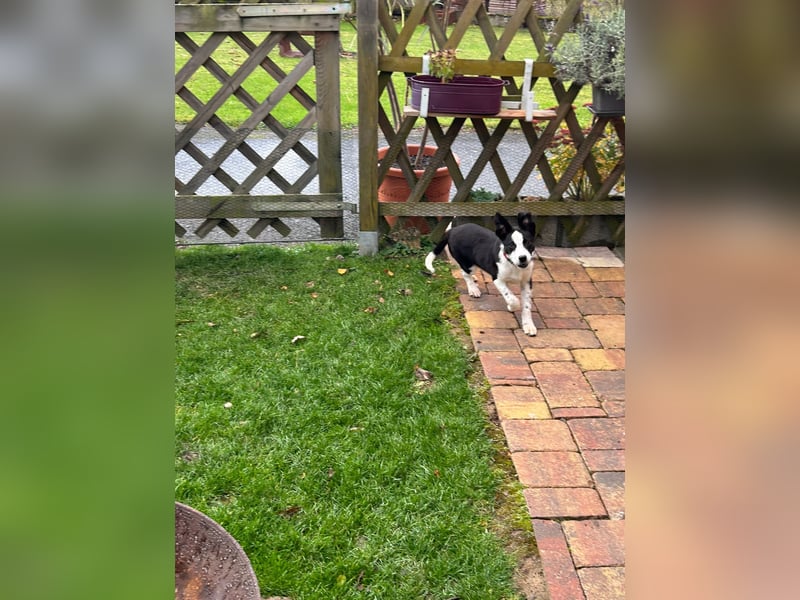 ❤️Fido, kleiner Border-Mix 7 Mon., mit großem Herzen sucht seine Familie!